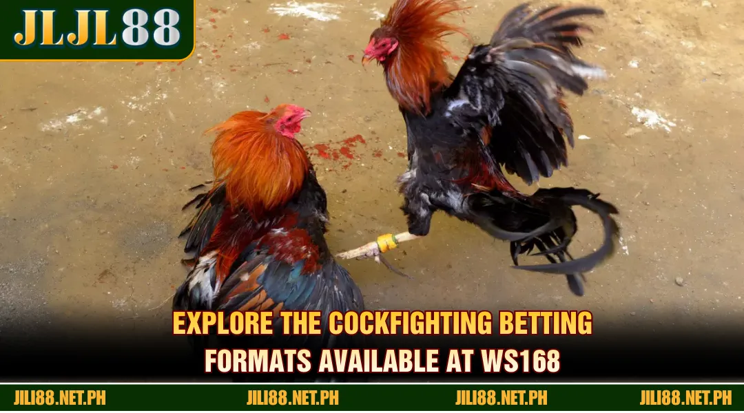 Explore the cockfighting betting formats available at WS168